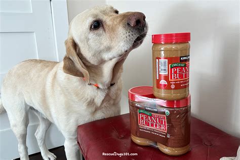 Is It Safe to Let Your Dog Lick Peanut Butter Off Your Genitals ...